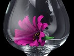 Free Stock Photo: Close up of a purple flower in a glass