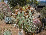 Free Stock Photo: A cactus with large thorns