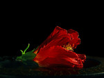 Free Stock Photo: Closeup of a red flower