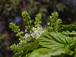 Free Stock Photo: Close up of small white flowers