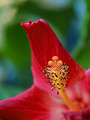 Free Stock Photo: Close up of a red flower