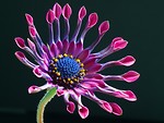 Free Stock Photo: Close up of a purple flower