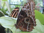 Free Stock Photo: Closeup of brown and orange butterflies on a leaf