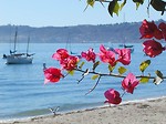 Free Stock Photo: Sailboats anchored in the ocean by the beach