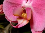 Free Stock Photo: Close up of a pink orchid