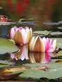 Free Stock Photo: Close up of water lilies and lily pads