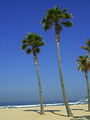 Free Stock Photo: Tall palm trees on the beach by the ocean