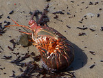Free Stock Photo: A lobster in the sand on a beach