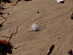 Free Stock Photo: A sea shell in the sand on a beach