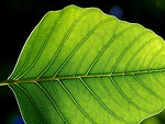 Free Stock Photo: Close up of a green leaf