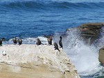 Free Stock Photo: A group of birds on a rock by the ocean