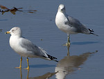 Free Stock Photo: Two seagulls on the beach