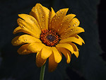 Free Stock Photo: Close up of a yellow flower with water drops