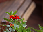 Free Stock Photo: Close up of a red flower