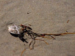 Free Stock Photo: A sea shell in the sand