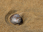 Free Stock Photo: A sea shell in the sand on a beach
