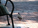 Free Stock Photo: Pigeon on bricks