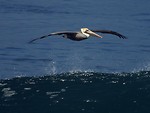 Free Stock Photo: A pelican flying above the ocean