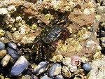 Free Stock Photo: Closeup of a black and yellow crab