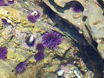 Free Stock Photo: A sea anemone in the ocean