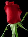 Free Stock Photo: Closeup of a red rose on a black background