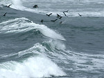 Free Stock Photo: Pelicans flying over the ocean