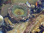 Free Stock Photo: A sea anemone in the ocean