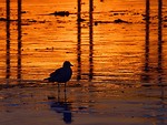 Free Stock Photo: A seagull on the beach at sunset