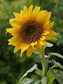 Free Stock Photo: Closeup of a large sunflower