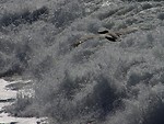 Free Stock Photo: A pelican flying over the beach