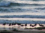 Free Stock Photo: A group of birds on a beach by the ocean