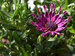 Free Stock Photo: Closeup of a purple flower