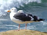 Free Stock Photo: Two seagulls standing on a rock by the ocean