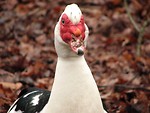 Free Stock Photo: Closeup of a white duck