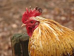 Free Stock Photo: Closeup of a rooster