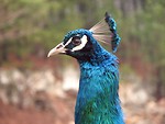 Free Stock Photo: Closeup of a peacock