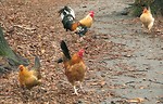 Free Stock Photo: A group of chickens walking on a path