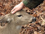 Free Stock Photo: A man petting a deer