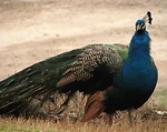 Free Stock Photo: A peacock out in a field