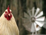 Free Stock Photo: Closeup of a rooster in front of a windmill