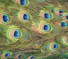 Free Stock Photo: Closeup of peacock feathers