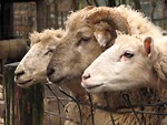 Free Stock Photo: Two sheep and a ram leaning over a fence