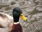 Free Stock Photo: Closeup of a mallard duck swimming in the water