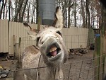 Free Stock Photo: A closeup of a donkey