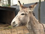 Free Stock Photo: A donkey behind a fence
