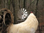 Free Stock Photo: Closeup of a rooster in front of a windmill