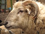 Free Stock Photo: Closeup of a ram