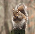 Free Stock Photo: Closeup of a squirrel eating a nut on a fence post