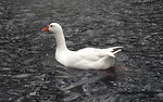Free Stock Photo: A white goose swimming in the water