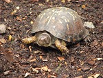 Free Stock Photo: A sleeping turtle